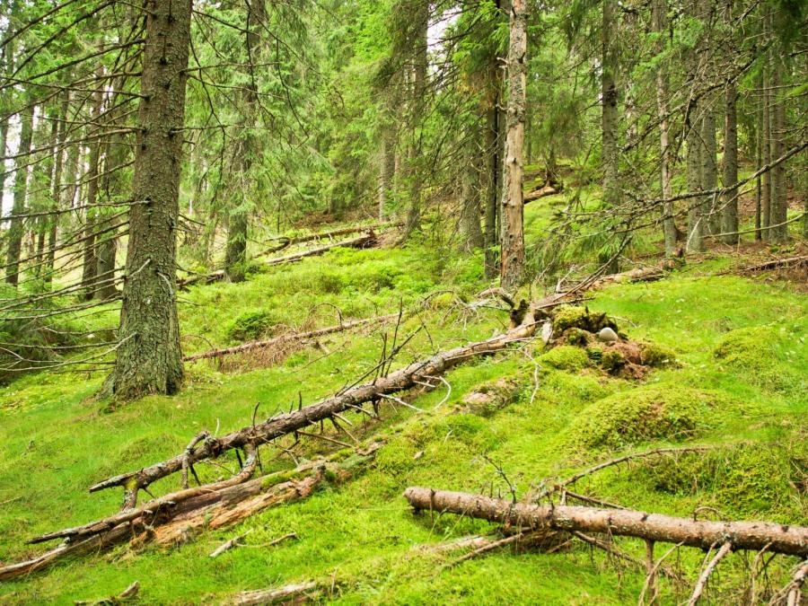 Fertile spruce forest slope.