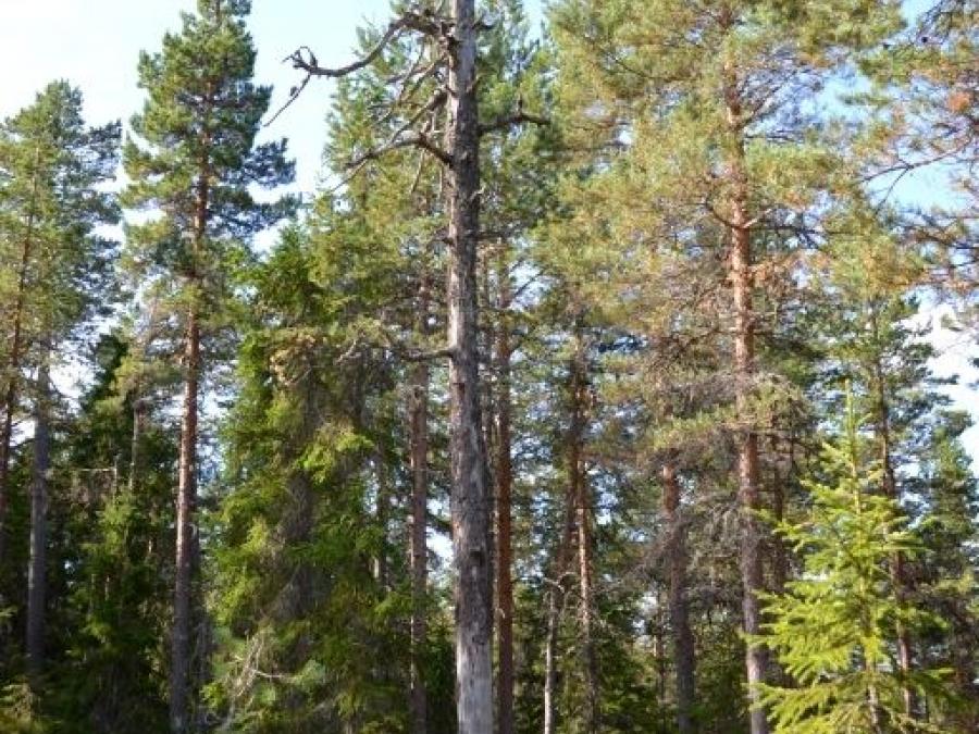 En massa träd i skogen.