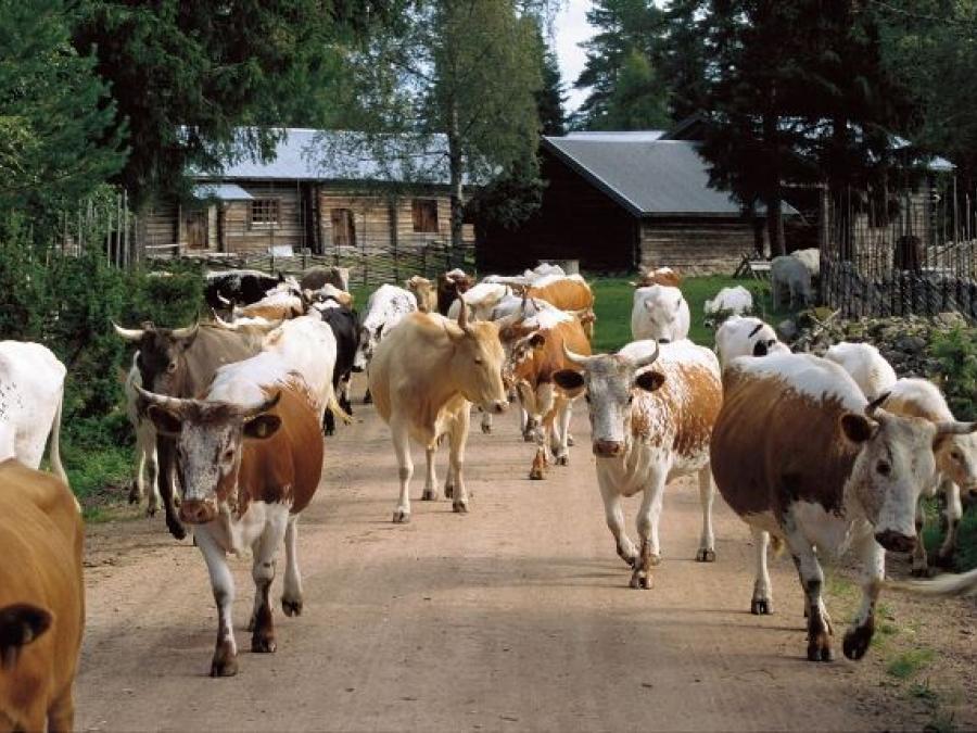 Cows on village road.
