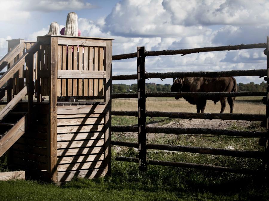 European bison behind fence.