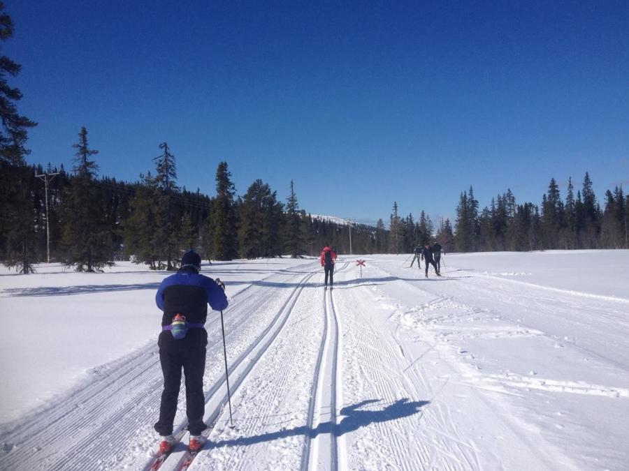 Two ski tracks with skiers in the track and clear blue sky and coniferous forest around.