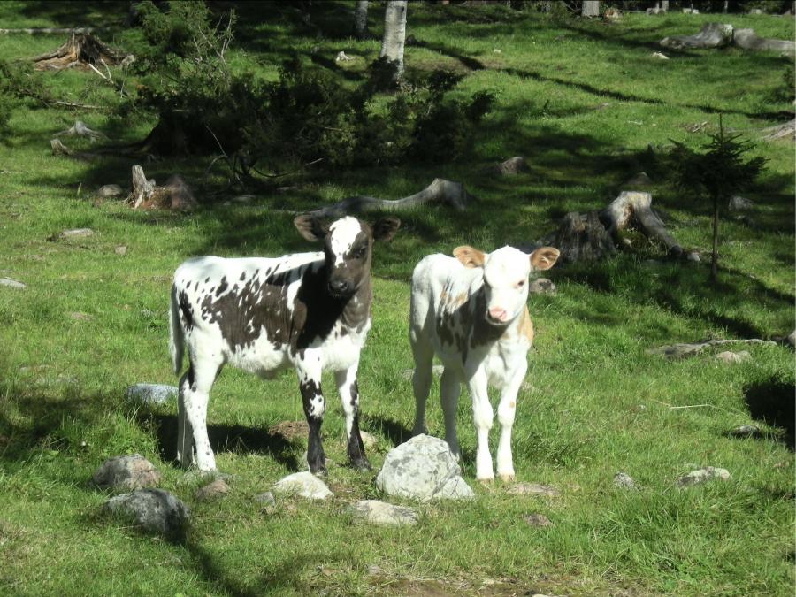 Cows in the mountain pasture.