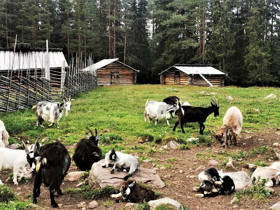 Goats in a chalet
