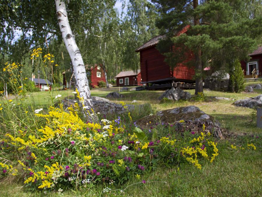 Summer flowers in front of cabins.