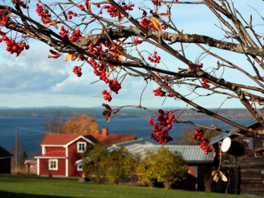 Utsikt över Siljan med rött hus och rönnbärsträd i förgrunden.