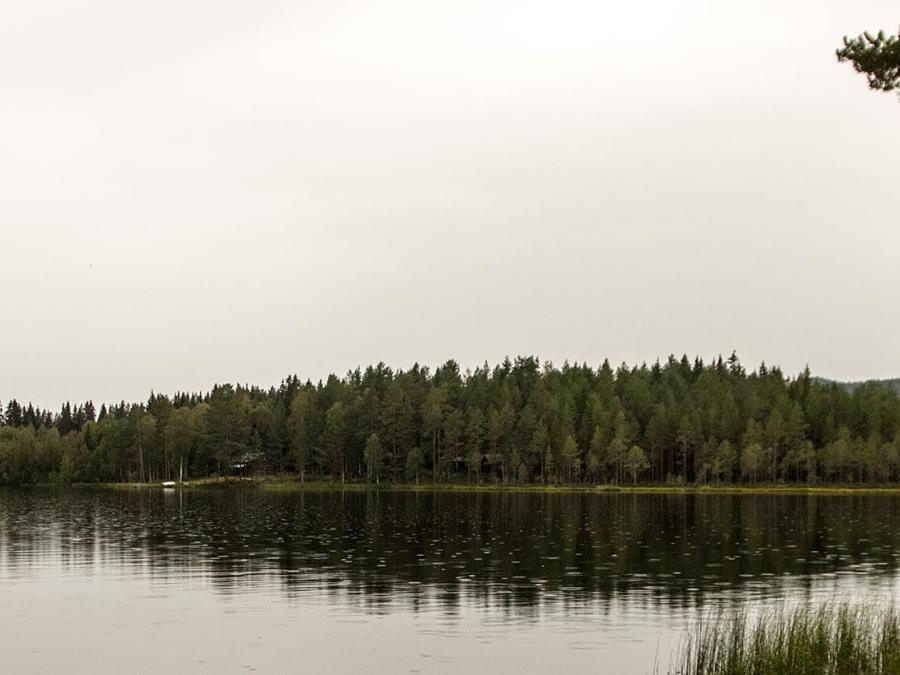 A lake surrounded by trees