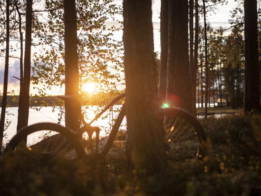 Cykel står lutad mot ett träd i solnedgången.