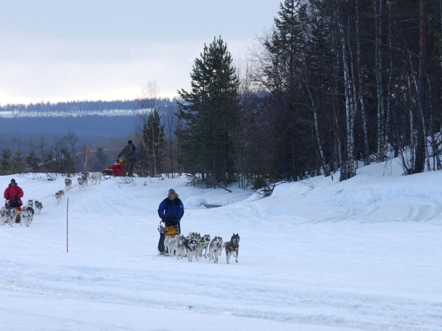 Två hundspann i vintrigt landskap.