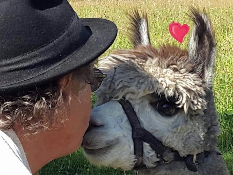 Man kisses an alpaca on the nose.