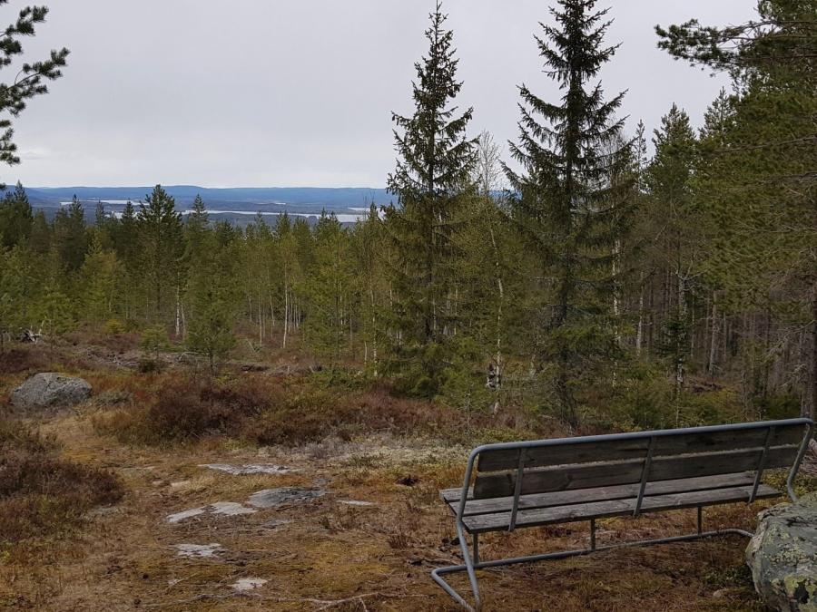 Bänk placerad på höjd med utsikt över skog.
