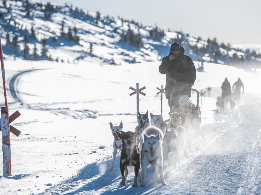 Dog sled in a snow track.