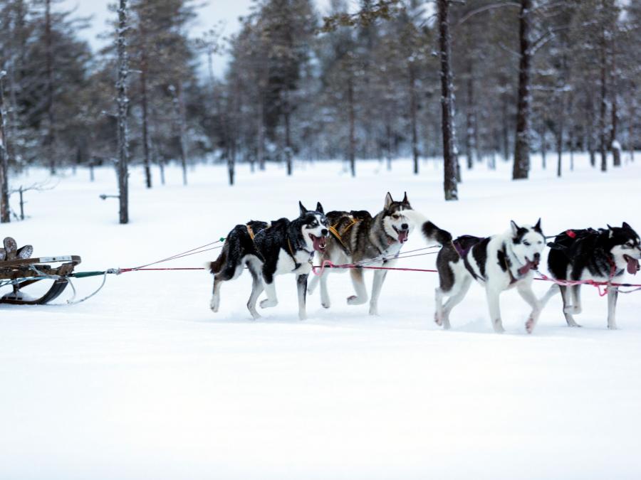 Dogs pulling sledges.