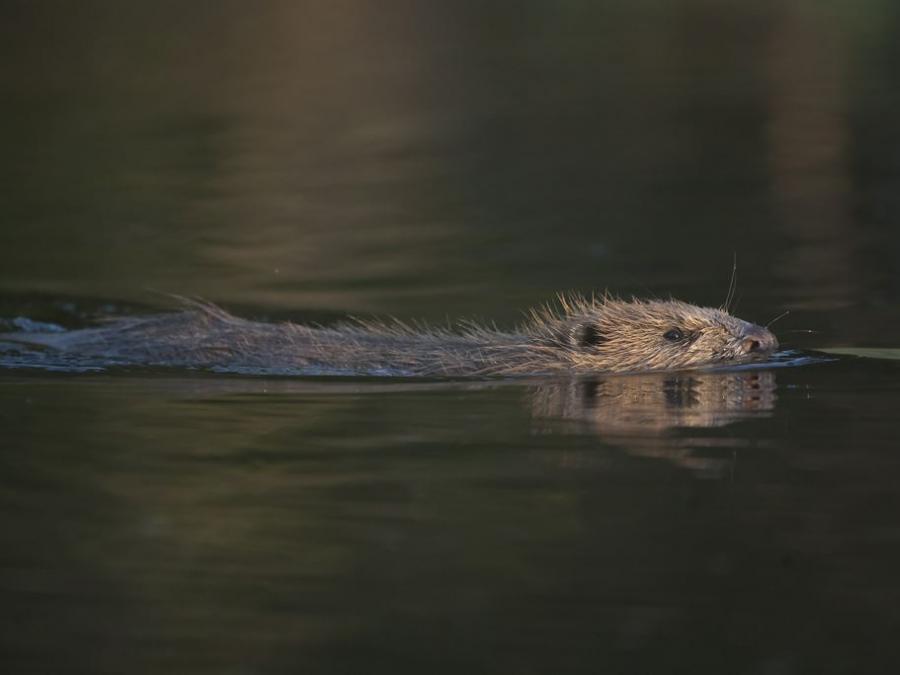  A beaver swimming in the water. 