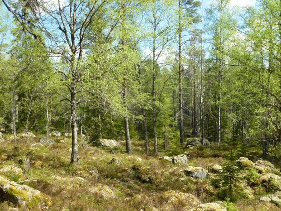 Birches and stones.