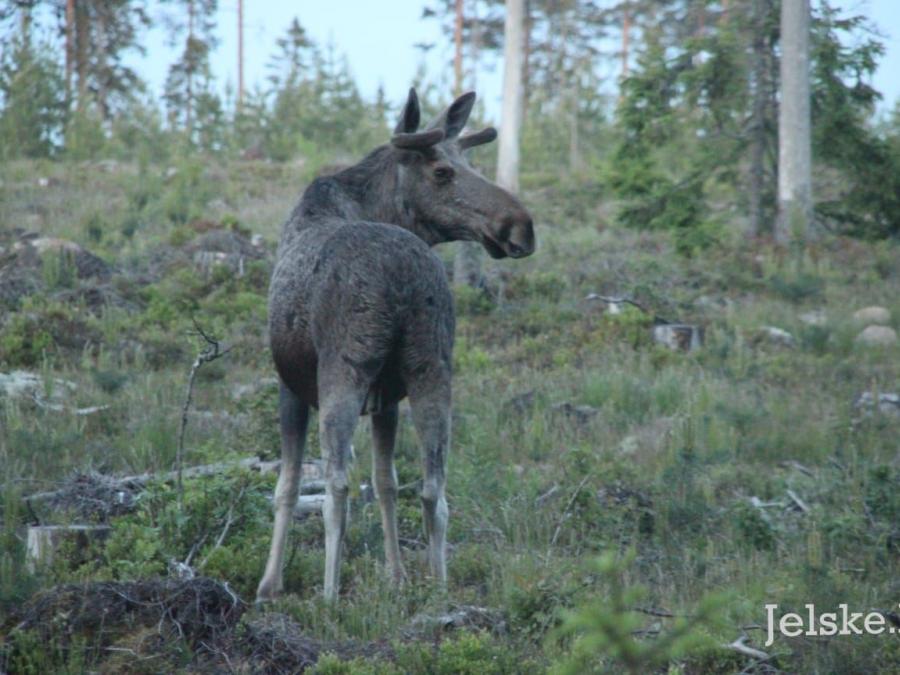 A moose calf in the forest.
