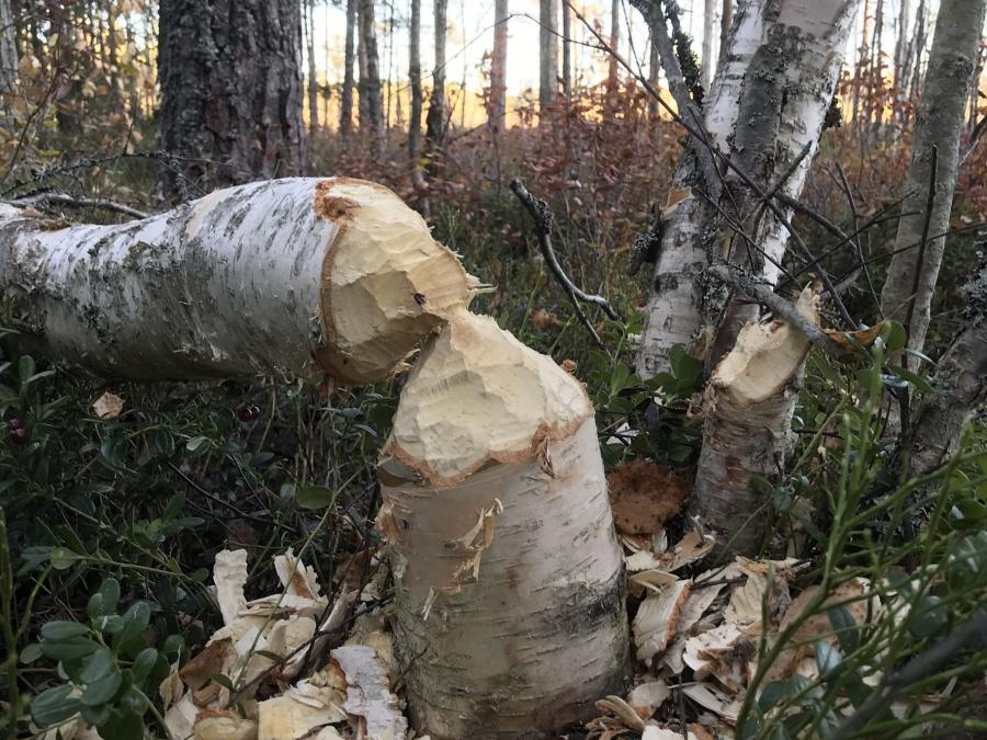 A tree that the beaver ate from.