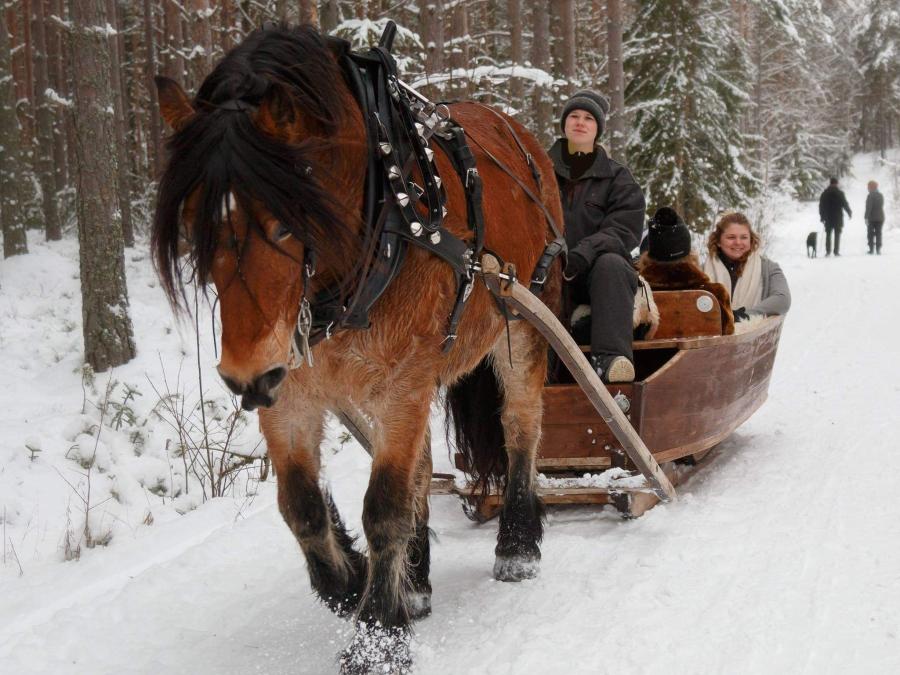 Sleighride with horse.