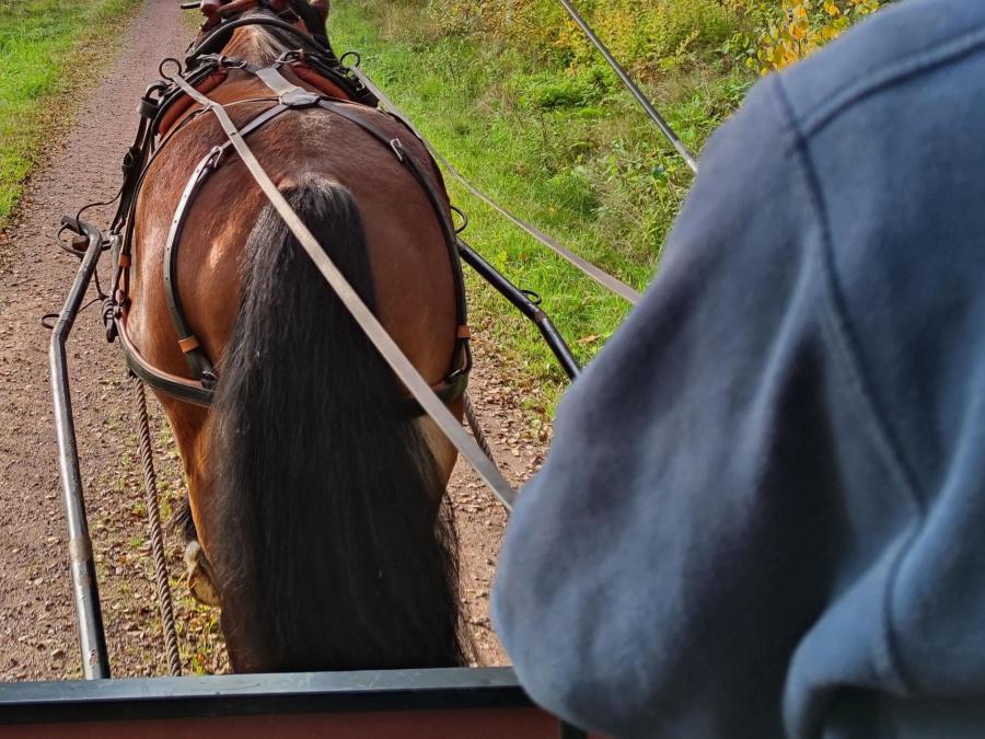 Häst med vagn på skogsbilväg.