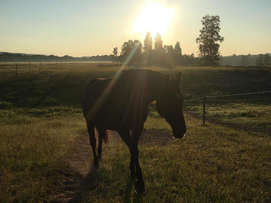 Häst i solnedgång.