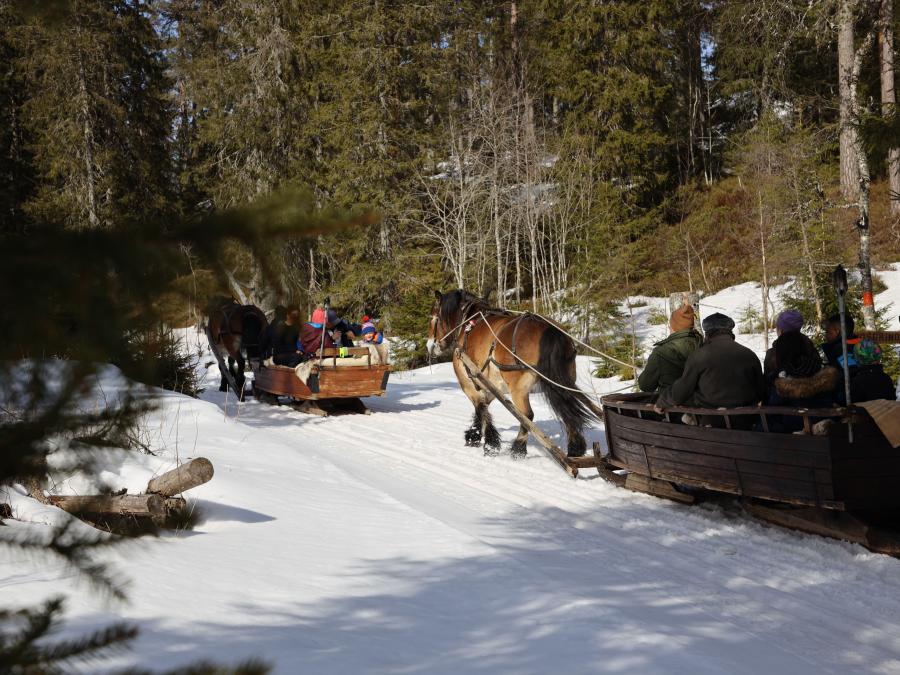 Two horses each pulling a sleigh with people in it out in the forest on snow.