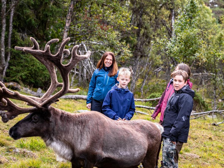 Renbiten - Hike with reindeer