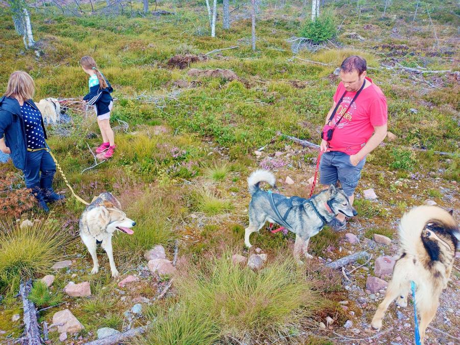 Three people walking with Husky dogs in the forest.