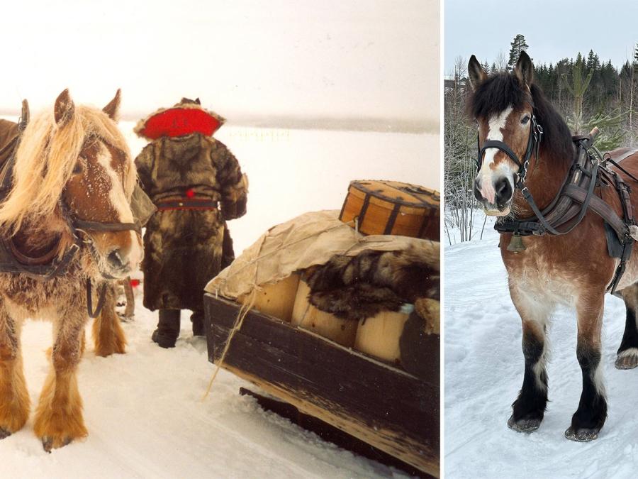 Två bilder som visar hästar som drarslädar med packning och passagerare.