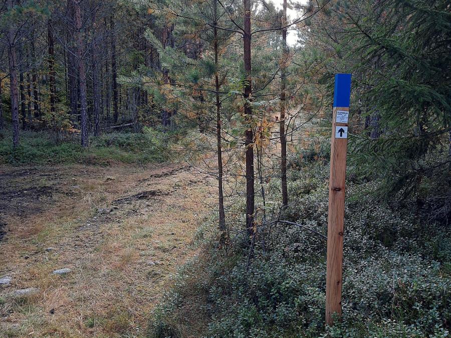 En skogstig med markering för vandring.
