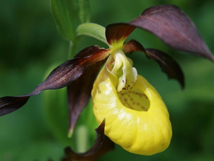 En närbild av en Guckusko, en gul orkide med svartlila blad.