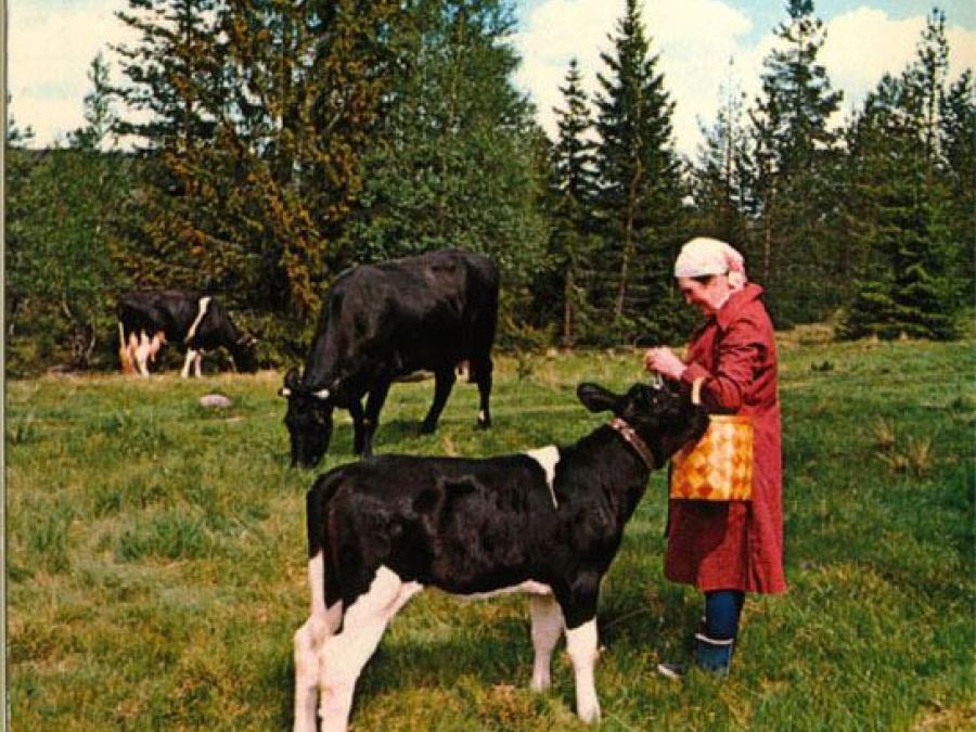 Cows on pasture. Woman standing next to black and white calf.