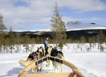 Hundspann i full fart.