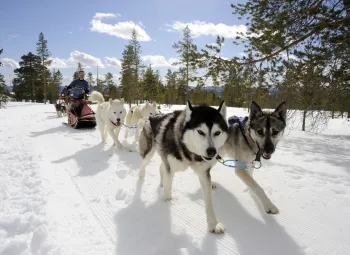 Hundar som drar en kälke  med personer i, i skogen där det är upplogat en bana i snön. 