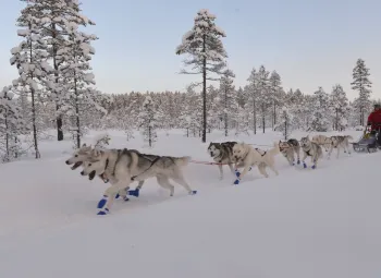 Hundspann i full fart.