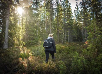 Vandrare i skog.
