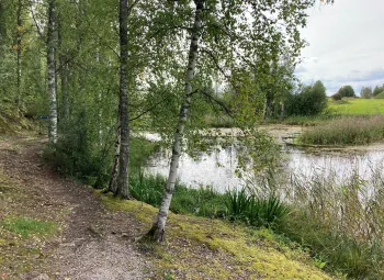 En grupp träd med gröna blad.