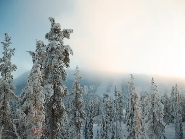 Snow-covered treetops with alpine ski slopes stretching across the background.  