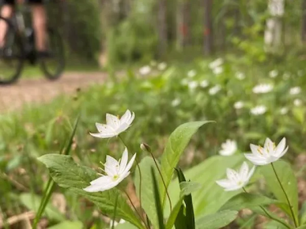 Flowers along the road and a person on a bicycle in the background. 