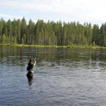 Fly fisherman in Österdalälven in Älvdalen.