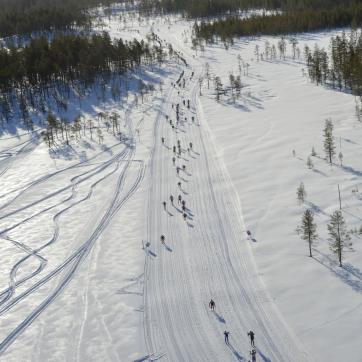 Cross-country skiers in the Vasaloppet track.