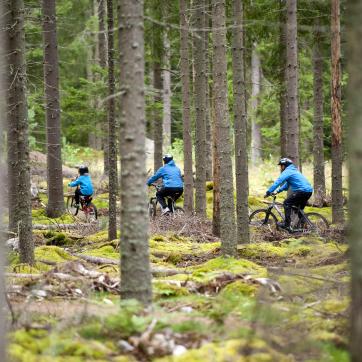 Three people cycling along a forest trail.