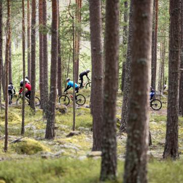 A group of people on mountain bikes in the forest.