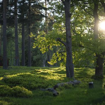 A green forest with a sunset.