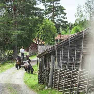 Kille på häst o vagn i fäbodmiljö.