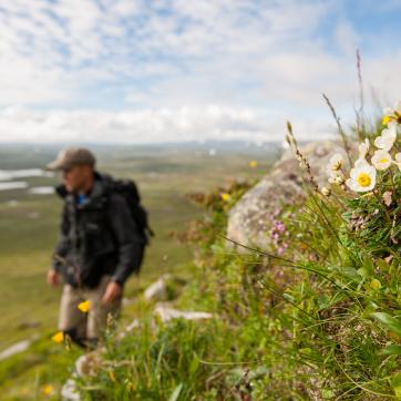 One walks in the mountains with flowers in the foreground.
