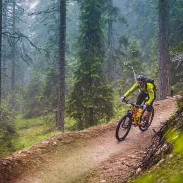 Mountain bike cyclist on a forest trail.