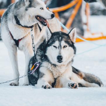 Husky dogs laying in the snow.