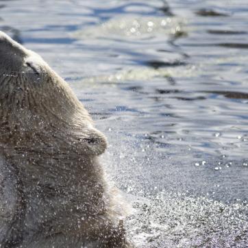Isbjörn badar på Orsa Rovdjurspark.