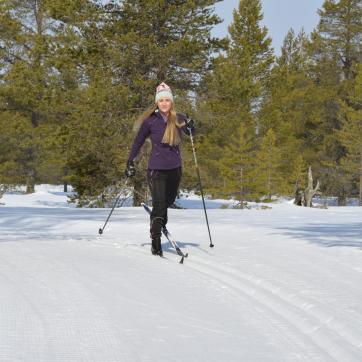 Cross-country skiers in cross-country trails.