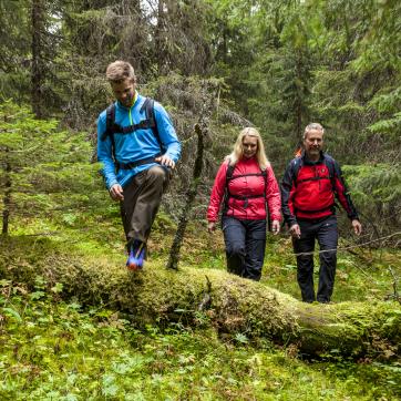 A group of friends are hiking in the forests of Älvdalen.