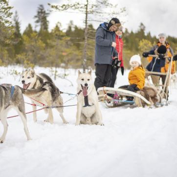 Husky dogs pulling sled on winter trail.